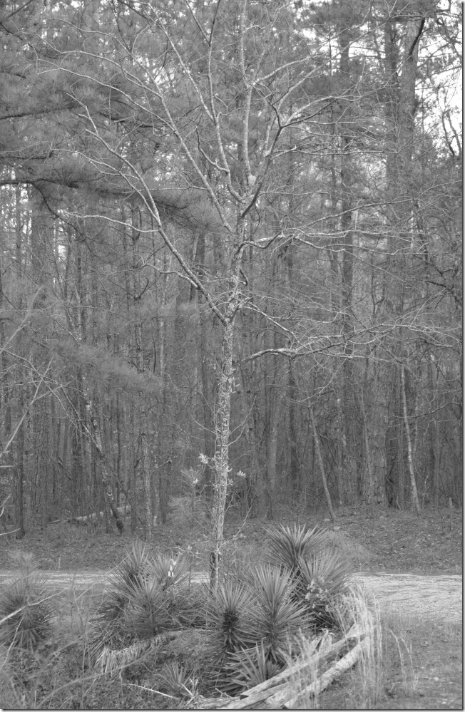 Tree at End of Driveway 2-25-2012